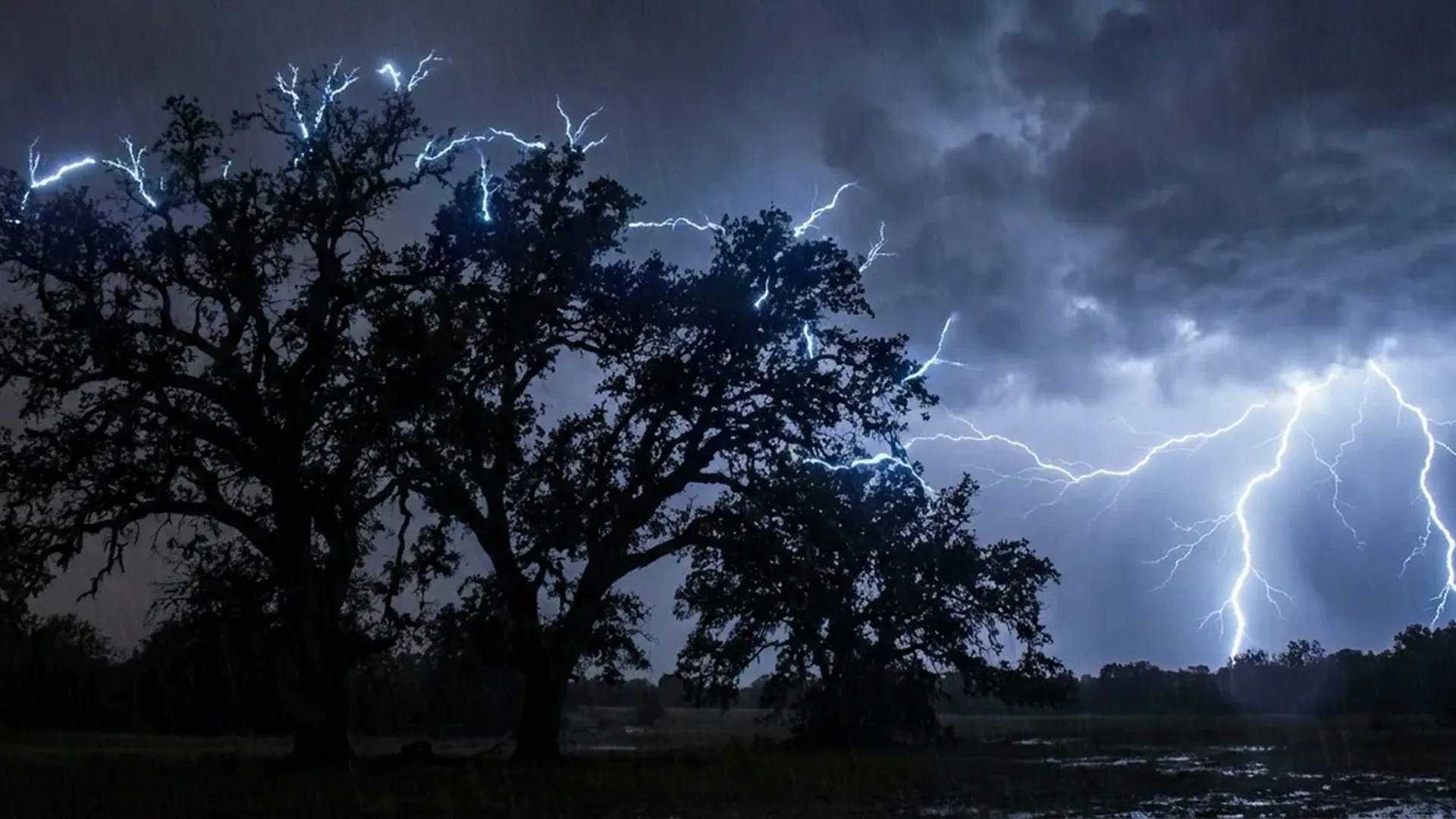 Violet-blue corona discharge glowing at tree branch tips during a thunderstorm showing electrical phenomenon