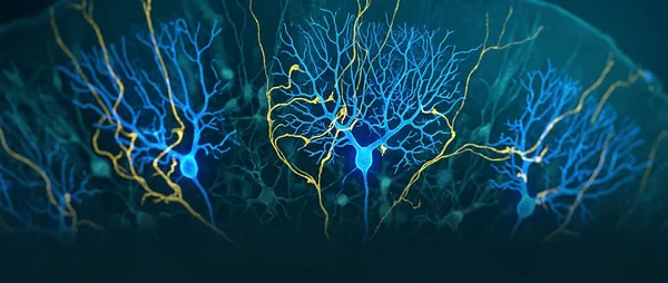 Hidden Brain Circuit: How Big Mistakes Supercharge Learning