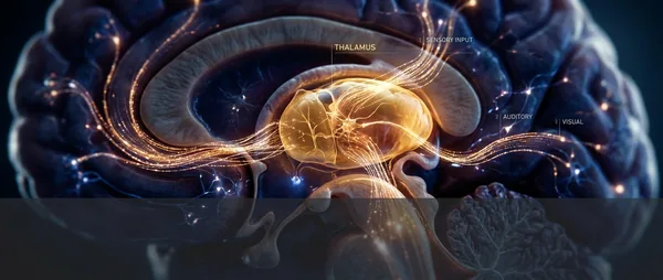 Thalamus: The Brain Filter That Grows Wisdom With Age