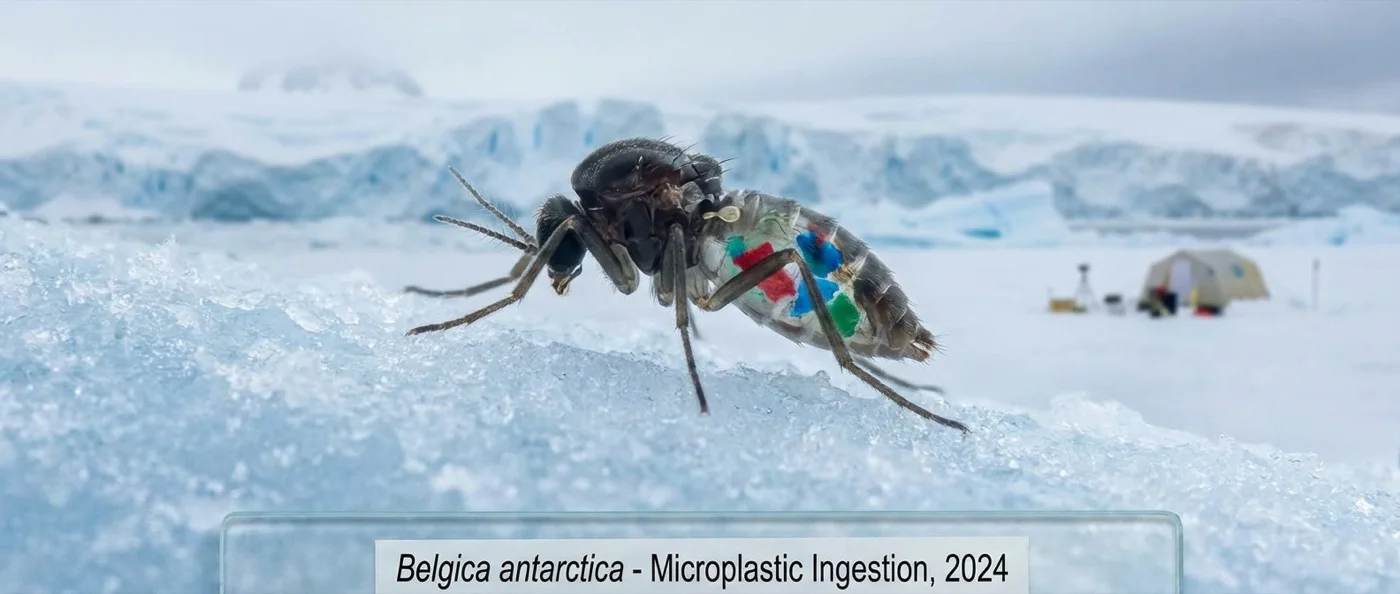 Belgica antarctica midge specimens showing microplastic contamination in Antarctica's only native insect species