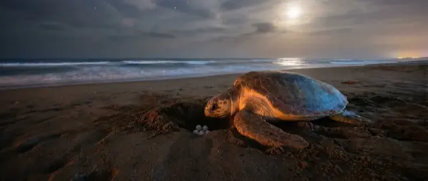 Sea Turtles Lay Fewer Eggs Due to Climate Change