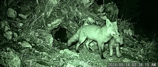 Fox Snatches Wolf Pup: First Time Caught on Camera