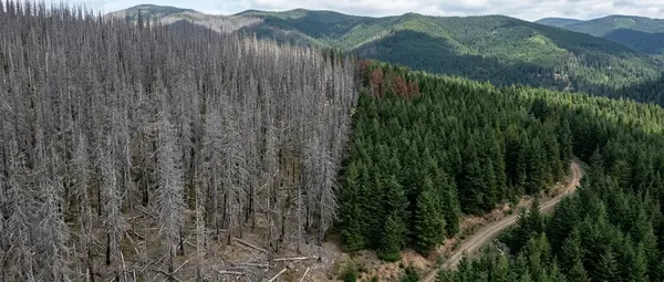 Forest Die-Off Crisis: Why Millions of Trees Are Dying