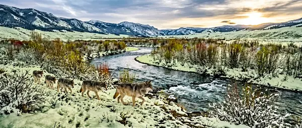How 31 Wolves Changed Yellowstone