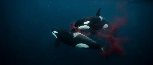 Killer Whales Turn Cannibal: Orcas Hunt Their Own Kind
