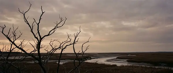 3 Billion Birds Lost Since 1970: The Silent Sky Crisis