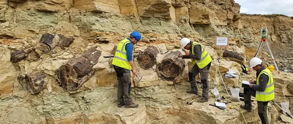 385-Million-Year-Old Forest Discovered Hidden in Stone