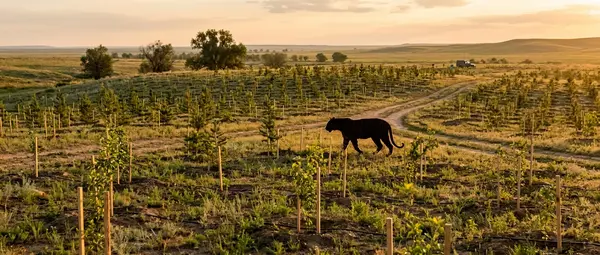 Kazakhstan Plants 37,000 Trees to Restore Tigers After 70 Years